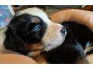 Bernese Mountain Dog Puppy for sale in Canaseraga, NY, USA
