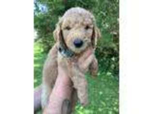 Goldendoodle Puppy for sale in Osage, IA, USA