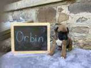 Boxer Puppy for sale in Flora, IN, USA