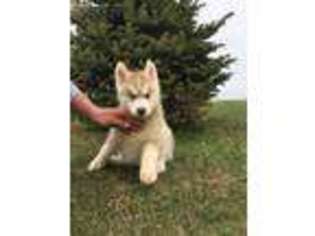 Siberian Husky Puppy for sale in Arcadia, IA, USA