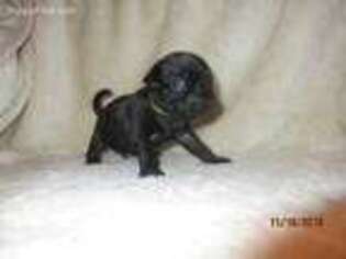 Pug Puppy for sale in Huguenot, NY, USA
