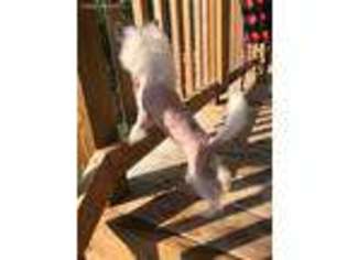 Chinese Crested Puppy for sale in Gulf Breeze, FL, USA