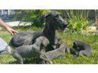 Great Dane Puppy for sale in Perris, CA, USA