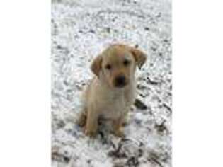 Labrador Retriever Puppy for sale in Silver Lake, IN, USA