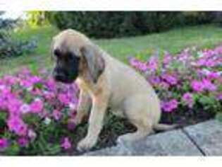 Mastiff Puppy for sale in Aberdeen, MD, USA