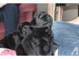 Labrador Retriever Puppy for sale in MECHANICSVILLE, IA, USA
