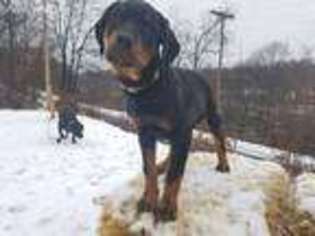 Rottweiler Puppy for sale in Butler, PA, USA
