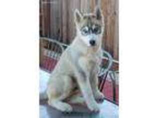 Siberian Husky Puppy for sale in Milpitas, CA, USA
