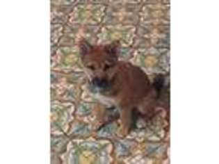 Shiba Inu Puppy for sale in Richmond, MO, USA