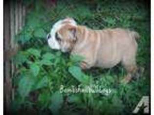 Bulldog Puppy for sale in AKRON, OH, USA