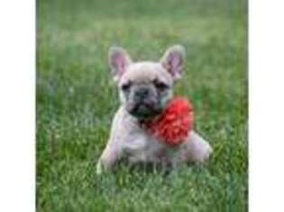 French Bulldog Puppy for sale in Berthoud, CO, USA