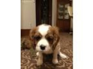 Cavalier King Charles Spaniel Puppy for sale in Rochester, NY, USA