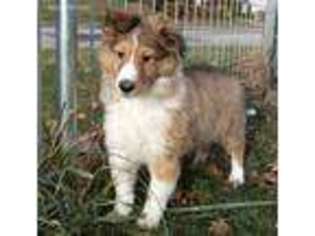 Shetland Sheepdog Puppy for sale in Aliquippa, PA, USA