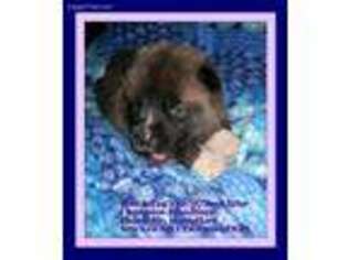 Akita Puppy for sale in Toledo, WA, USA