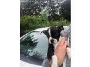 Boston Terrier Puppy for sale in Fox River Grove, IL, USA