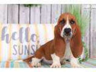Basset Hound Puppy for sale in Columbus, OH, USA