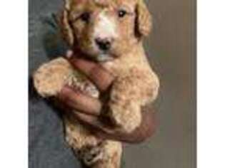 Labradoodle Puppy for sale in Fayetteville, NC, USA