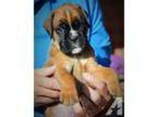 Boxer Puppy for sale in SEATTLE, WA, USA