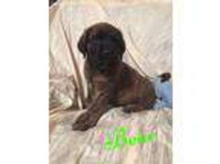 Mastiff Puppy for sale in Blue Springs, MS, USA