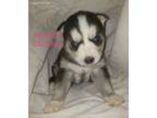 Siberian Husky Puppy for sale in Whitelaw, WI, USA