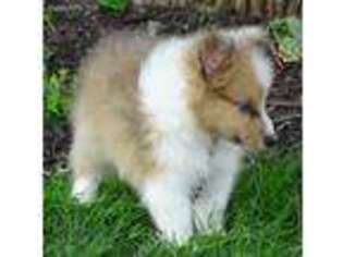 Shetland Sheepdog Puppy for sale in Lynn, IN, USA
