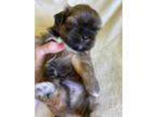 Mutt Puppy for sale in Wingate, NC, USA