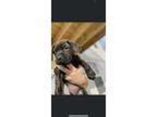Mastiff Puppy for sale in Altoona, IA, USA