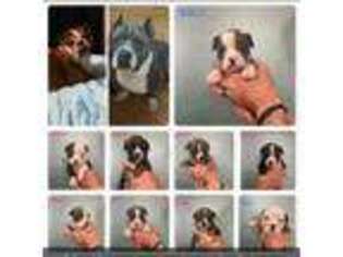 Bulldog Puppy for sale in Adkins, TX, USA