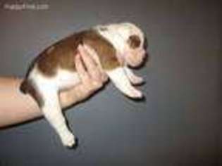 Olde English Bulldogge Puppy for sale in Estherville, IA, USA