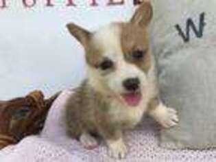 Pembroke Welsh Corgi Puppy for sale in Hartville, MO, USA
