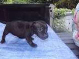 Staffordshire Bull Terrier Puppy for sale in Dublin, GA, USA