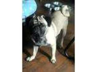 Pug Puppy for sale in Antioch, CA, USA