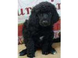 Mutt Puppy for sale in Deer Lodge, TN, USA