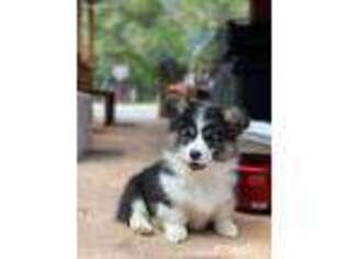 Pembroke Welsh Corgi Puppy for sale in Greensboro, NC, USA