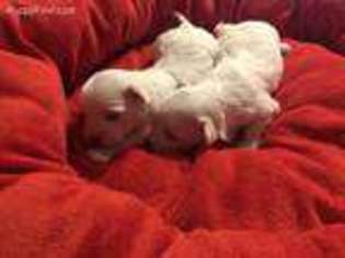 Maltese Puppy for sale in Fayetteville, TN, USA