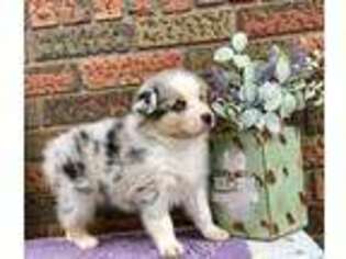 Australian Shepherd Puppy for sale in Colon, NE, USA