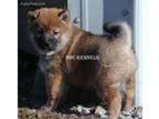 Shiba Inu Puppy for sale in Grovespring, MO, USA