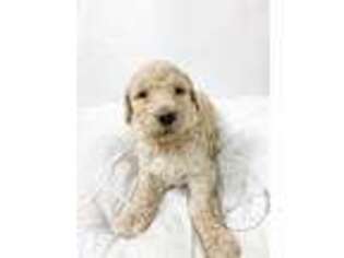 Goldendoodle Puppy for sale in Daphne, AL, USA