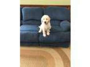 Goldendoodle Puppy for sale in Yadkinville, NC, USA
