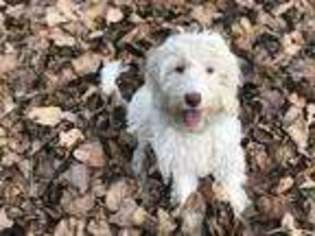 Labradoodle Puppy for sale in Caledonia, IL, USA