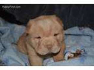 Mutt Puppy for sale in Chambersville, PA, USA