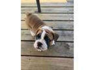 Olde English Bulldogge Puppy for sale in Chatfield, MN, USA