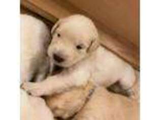 Golden Retriever Puppy for sale in Marion, NC, USA