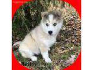 Siberian Husky Puppy for sale in Brazil, IN, USA