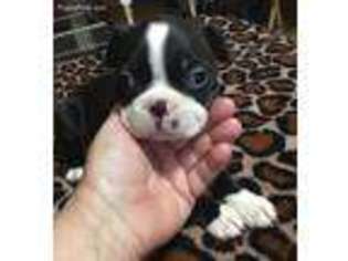 Boston Terrier Puppy for sale in Baker City, OR, USA