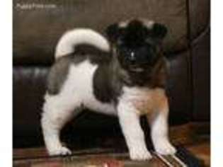 Akita Puppy for sale in Lebanon, MO, USA
