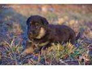 German Shepherd Dog Puppy for sale in Mifflinburg, PA, USA
