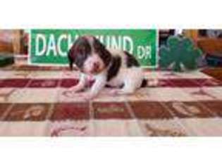 Dachshund Puppy for sale in Cedar City, UT, USA