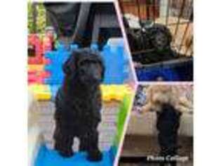 Labradoodle Puppy for sale in Lindale, TX, USA