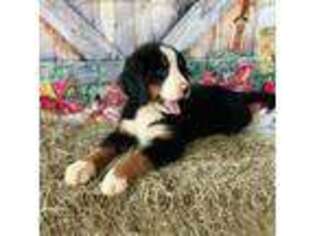 Bernese Mountain Dog Puppy for sale in Gay, GA, USA